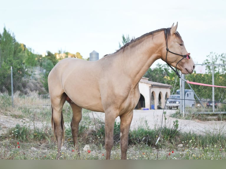 PRE Mix Stallion 3 years 16,3 hh Perlino in Alcoi/Alcoy