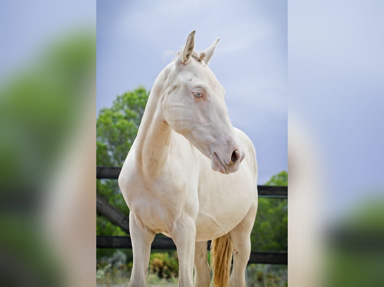 PRE Mix Stallion 3 years 16,3 hh Perlino in Alcoi/Alcoy