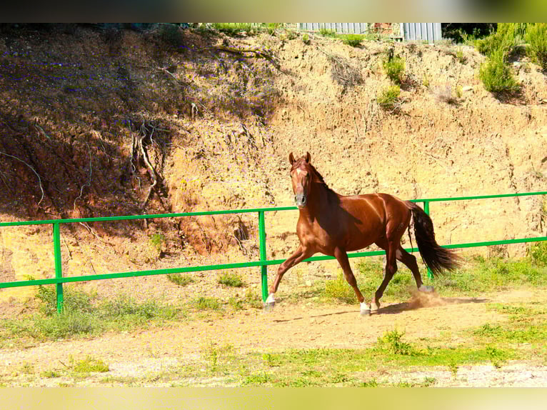 PRE Mix Stallion 3 years 16,3 hh Sorrel in Terrassa