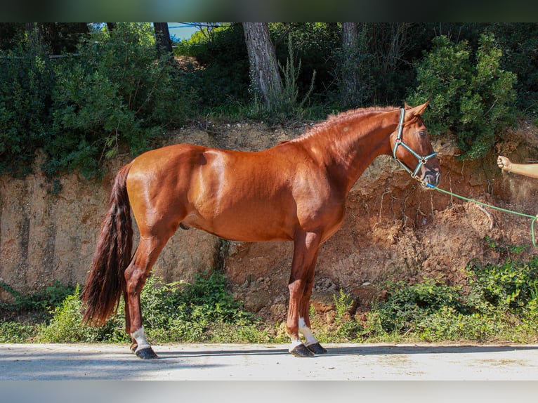 PRE Mix Stallion 3 years 16,3 hh Sorrel in Terrassa