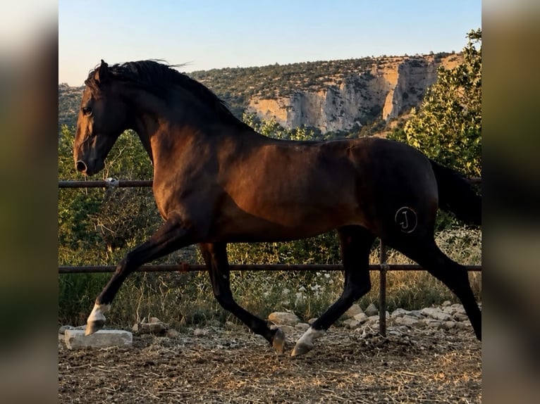 PRE Stallion 3 years 17.1 hh Brown in Matera