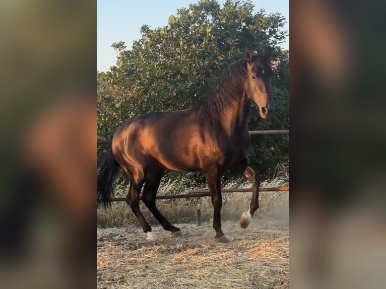 PRE Stallion 3 years 17.1 hh Brown in Matera