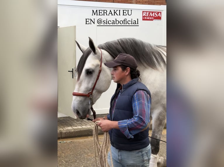 PRE Stallion 3 years 17.1 hh Grey in Viator