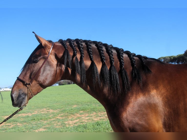 PRE Mix Stallion 3 years 17 hh Bay in Oststeinbek