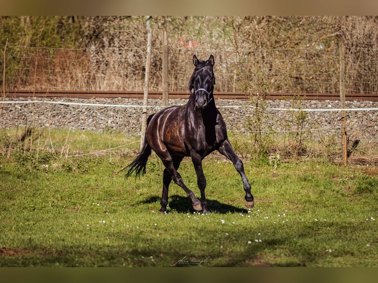 PRE Stallion 3 years 17 hh Black in Aldingen