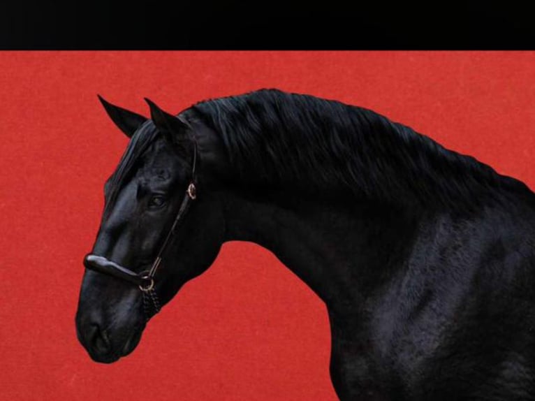 PRE Mix Stallion 3 years 17 hh Black in NAVAS DEL MADRONO