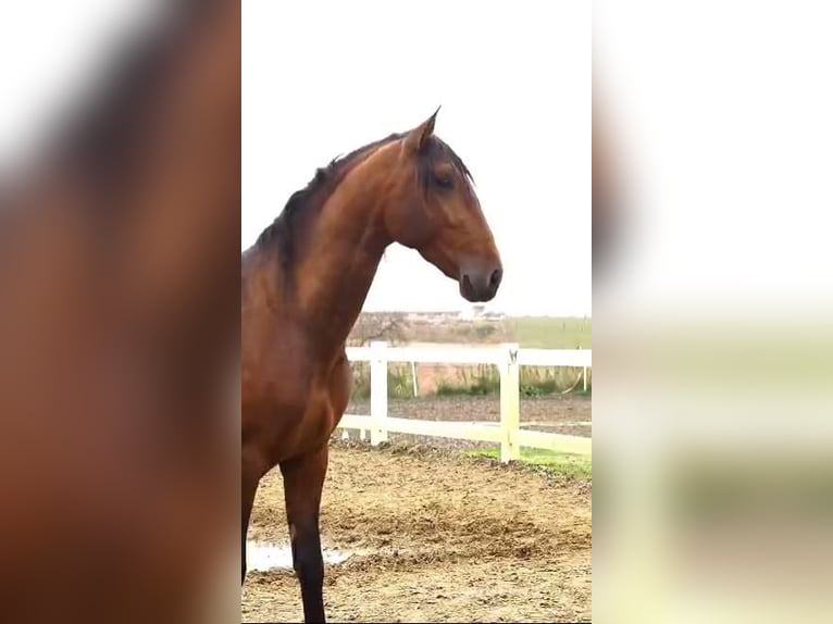 PRE Mix Stallion 3 years 17 hh Brown in Barcelona