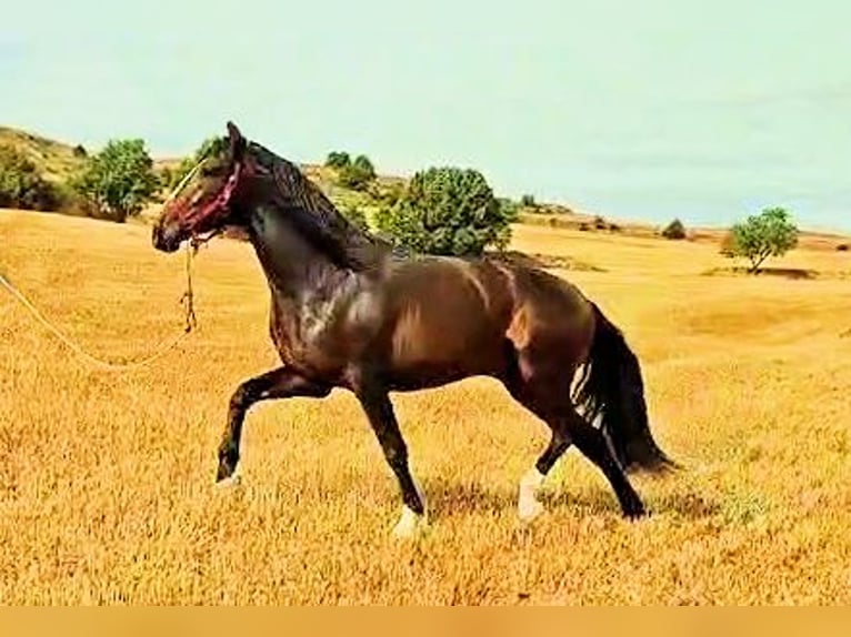 PRE Mix Stallion 3 years 17 hh Brown in Sanlucar