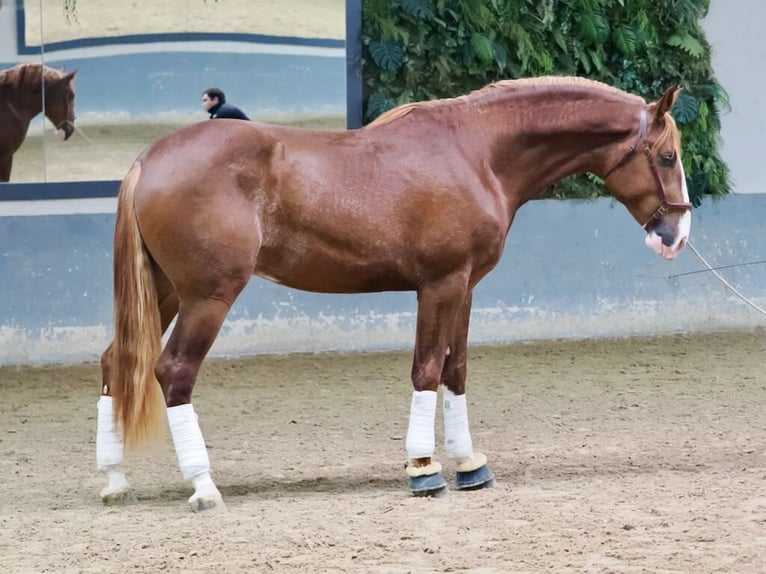 PRE Mix Stallion 3 years 17 hh Chestnut-Red in Navas Del Madroño