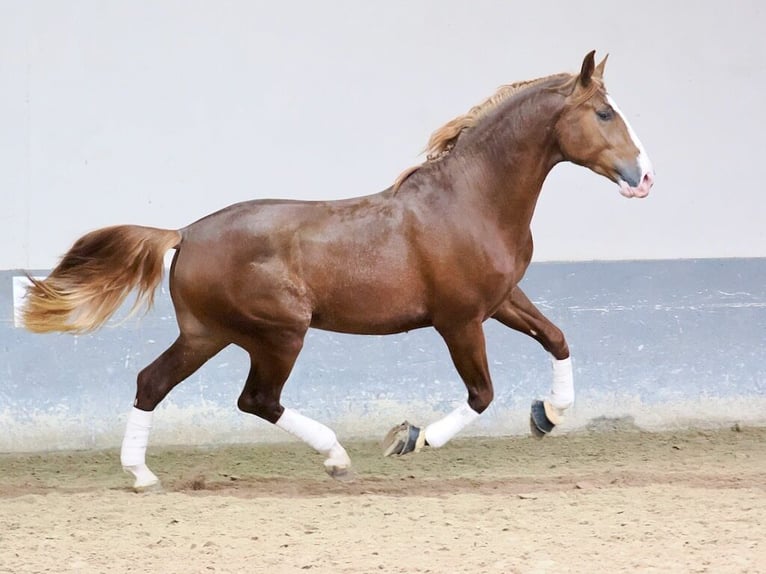 PRE Mix Stallion 3 years 17 hh Chestnut-Red in Navas Del Madroño