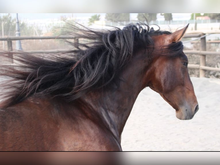 PRE Mix Stallion 3 years 17 hh in Almerimar