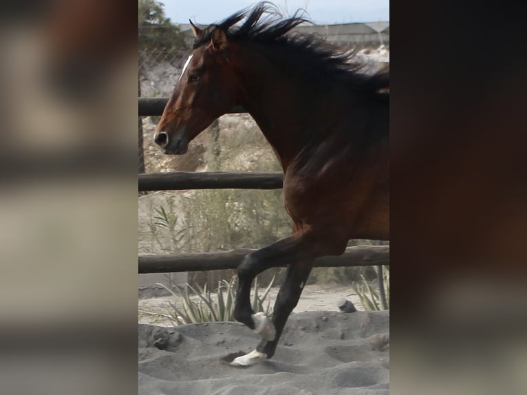 PRE Mix Stallion 3 years 17 hh in Almerimar