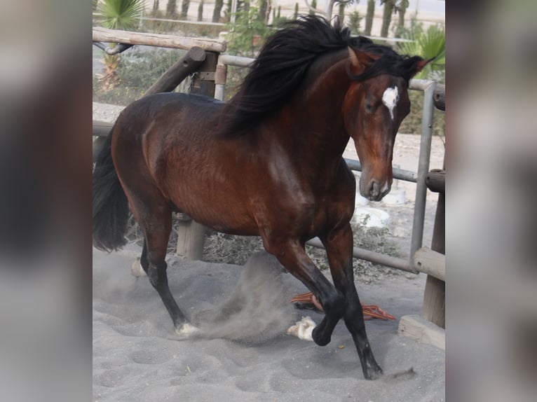 PRE Mix Stallion 3 years 17 hh in Almerimar