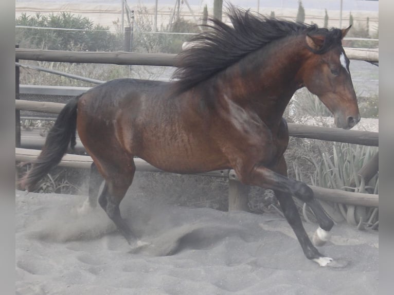 PRE Mix Stallion 3 years 17 hh in Almerimar