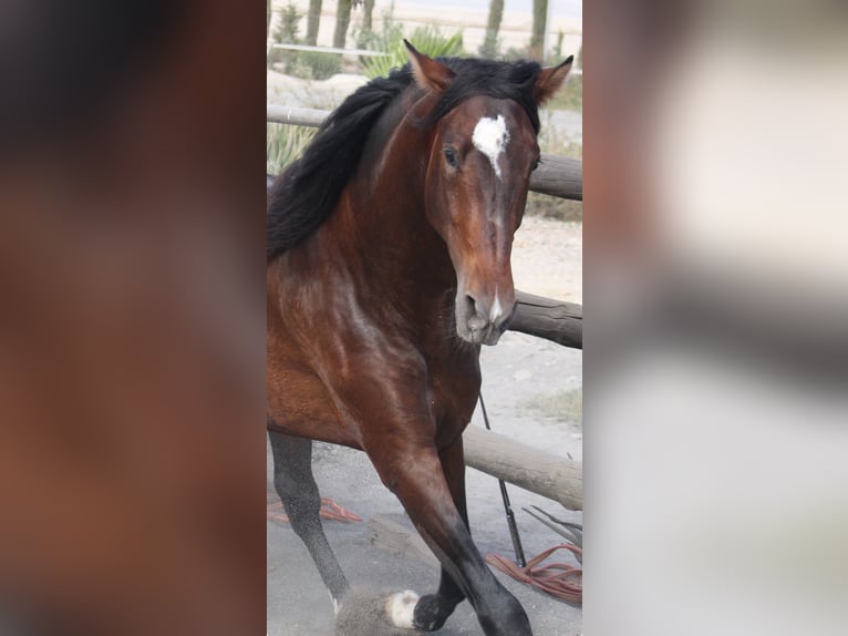 PRE Mix Stallion 3 years 17 hh in Almerimar