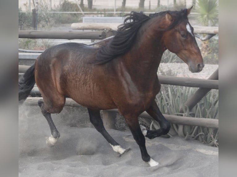 PRE Mix Stallion 3 years 17 hh in Almerimar