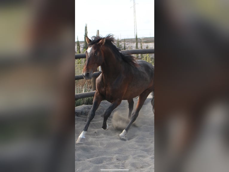 PRE Mix Stallion 3 years 17 hh in Almerimar