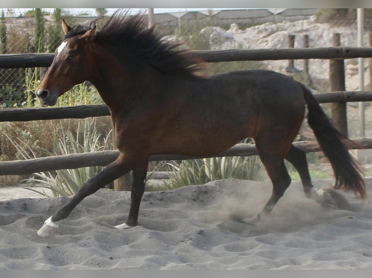 PRE Mix Stallion 3 years 17 hh in Almerimar