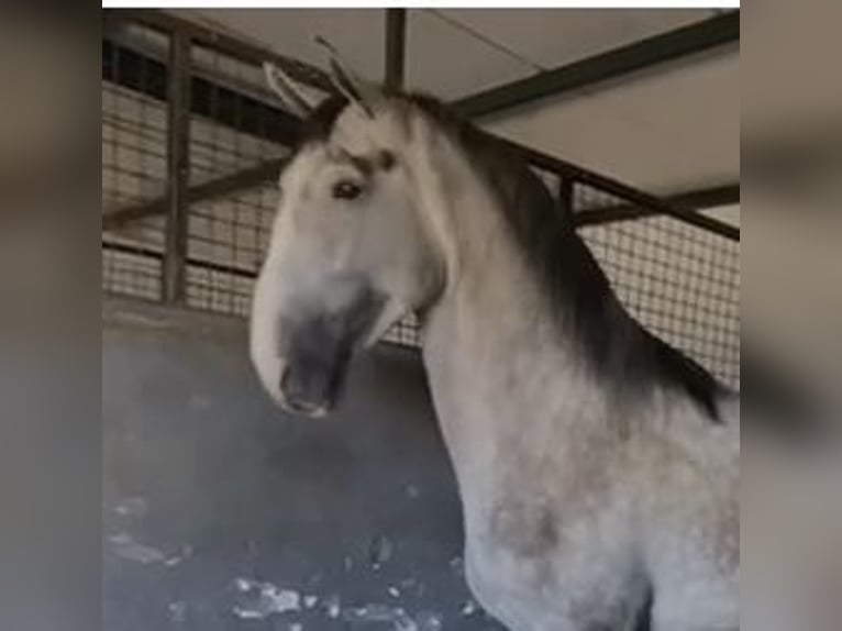 PRE Mix Stallion 3 years 17 hh Gray in Navalvillar De Pela