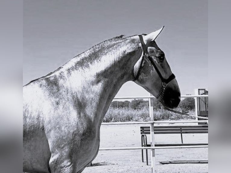 PRE Mix Stallion 3 years 17 hh Gray in Navalvillar De Pela