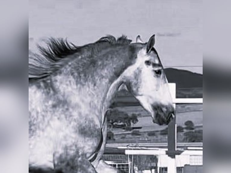 PRE Mix Stallion 3 years 17 hh Gray in Navalvillar De Pela