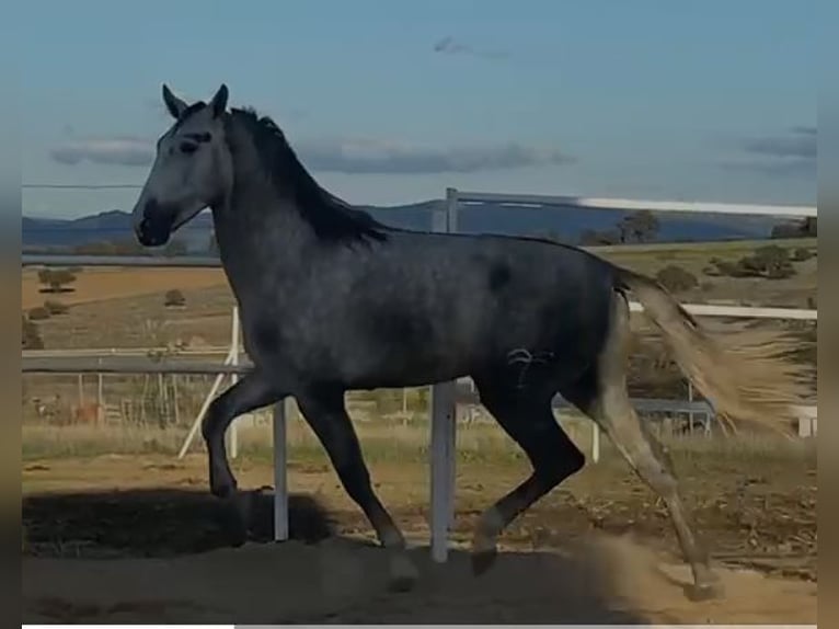 PRE Mix Stallion 3 years 17 hh Gray in Navalvillar De Pela