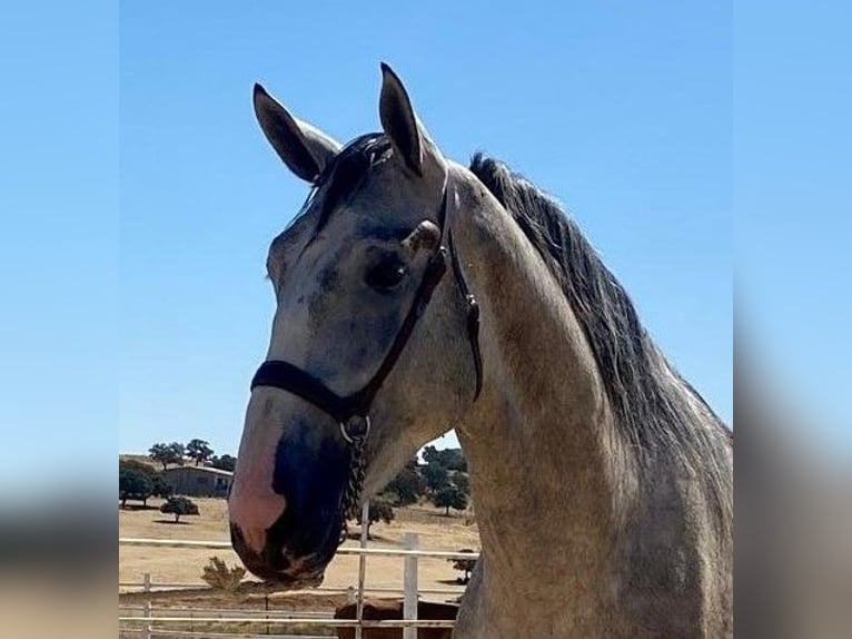 PRE Mix Stallion 3 years 17 hh Gray in Navalvillar De Pela