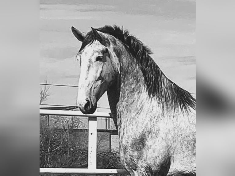 PRE Mix Stallion 3 years 17 hh Gray in Navalvillar De Pela