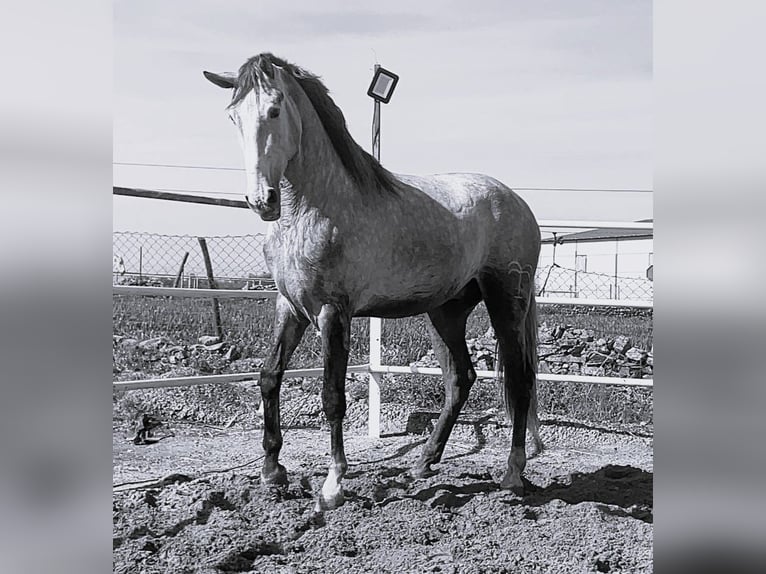 PRE Mix Stallion 3 years 17 hh Gray in Navalvillar De Pela