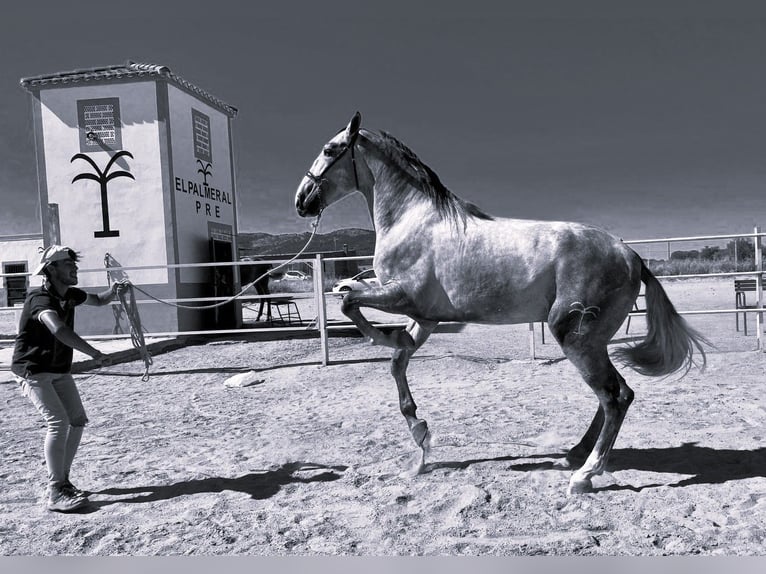 PRE Mix Stallion 3 years 17 hh Gray in Navalvillar De Pela