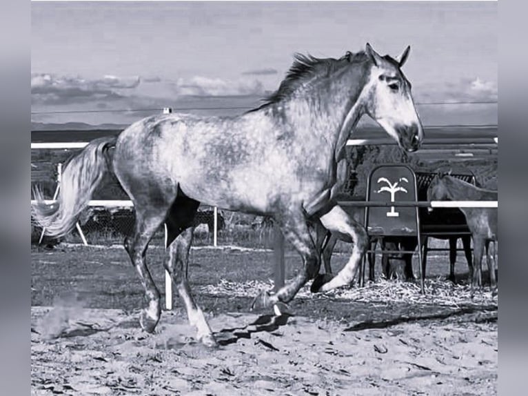 PRE Mix Stallion 3 years 17 hh Gray in Navalvillar De Pela