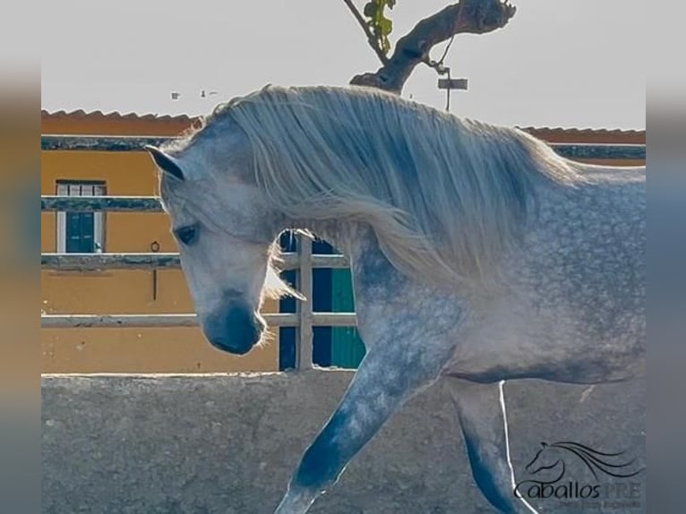 PRE Mix Stallion 3 years 17 hh Gray in Barcelona