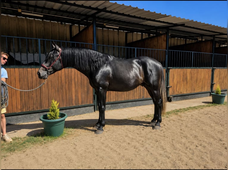PRE Stallion 3 years 17 hh Grey in Avil