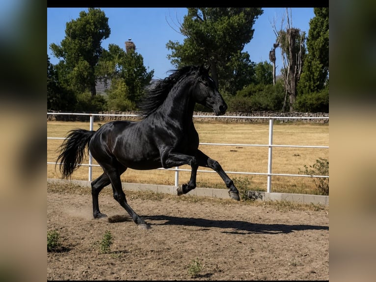 PRE Stallion 3 years 17 hh Grey in Avil