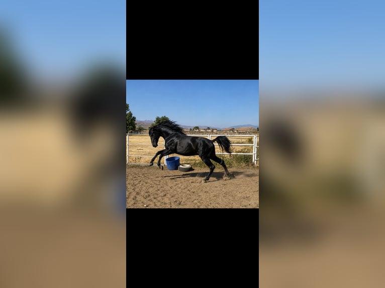 PRE Stallion 3 years 17 hh Grey in Avil
