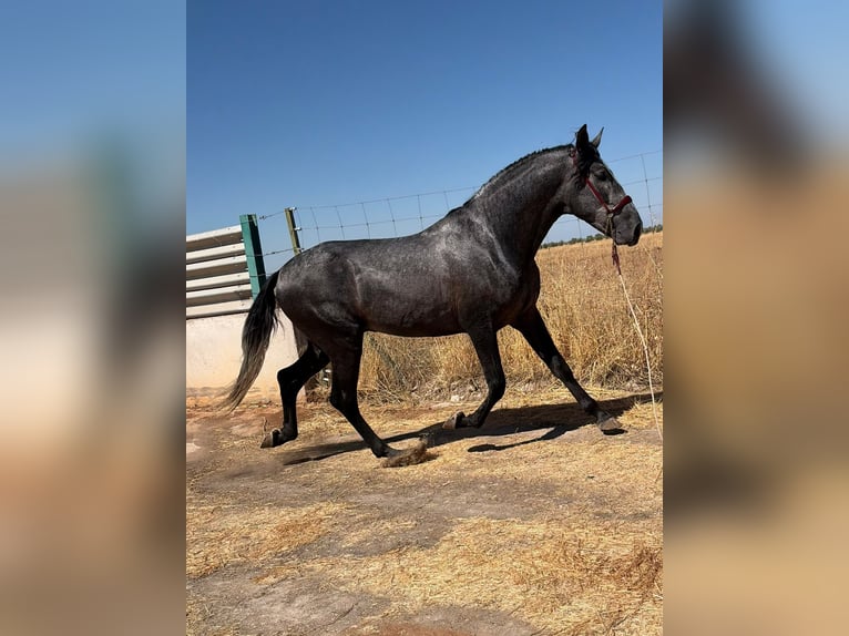 PRE Stallion 3 years 17 hh Grey in Toledo