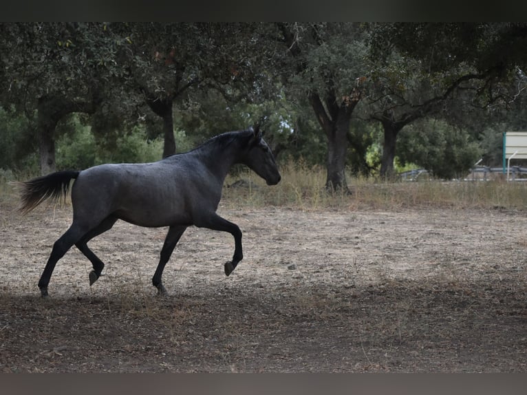PRE Stallion 3 years 17 hh Grey in El Real De La Jara