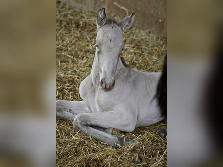 PRE Stallion 3 years 17 hh Perlino in Alcoy