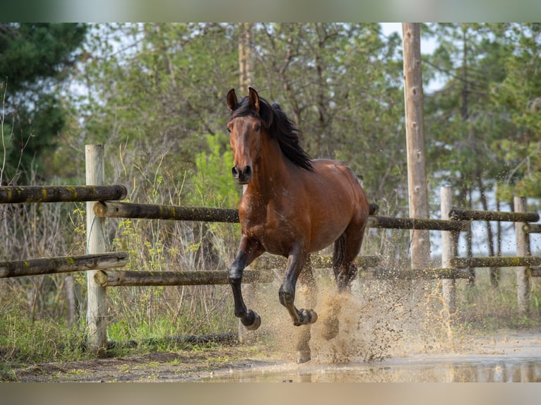 PRE Stallion 3 years 6 hh Brown in Falset