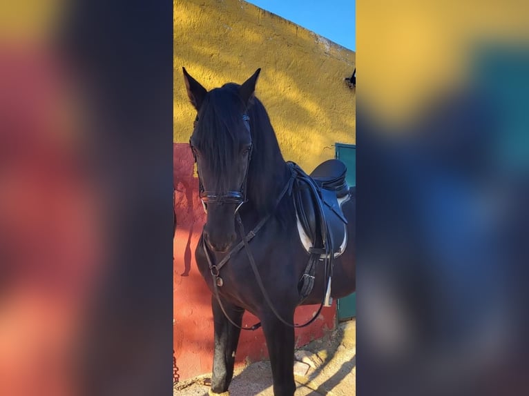 PRE Mix Stallion 3 years Black in Fuento Obejuna