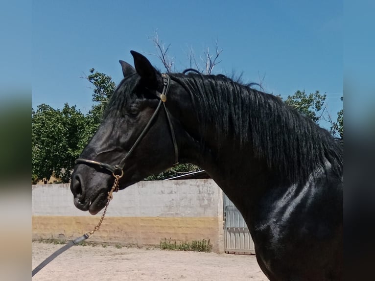 PRE Mix Stallion 3 years Black in Madrid