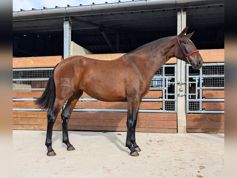 PRE Mix Stallion 3 years in Caumont