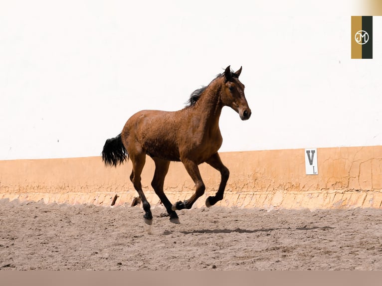 PRE Stallion 3 years Brown in Albacete, Spain