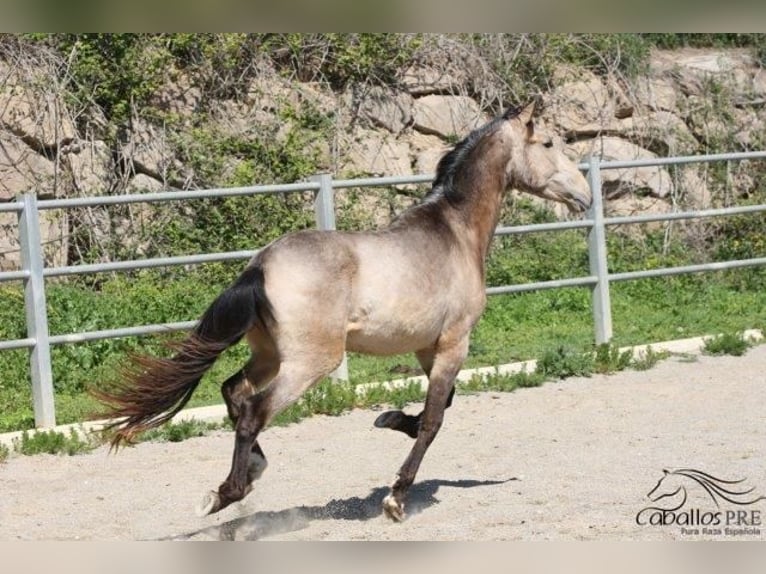 PRE Stallion 3 years Buckskin in Barcelona