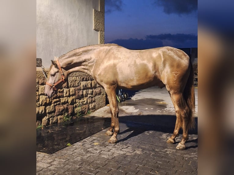 PRE Mix Stallion 3 years Champagne in Caceres