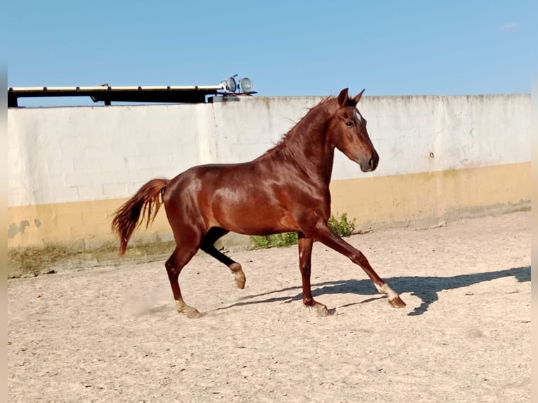 PRE Stallion 3 years Chestnut in Navarra