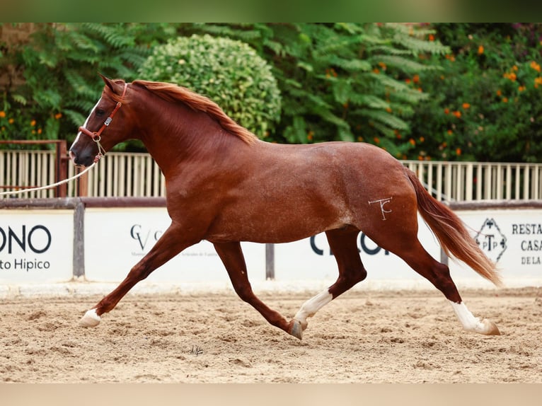 PRE Stallion 3 years Chestnut-Red in Sevilla