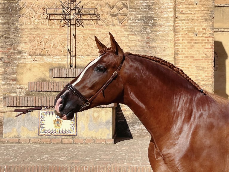 PRE Stallion 3 years Chestnut-Red in Sevilla