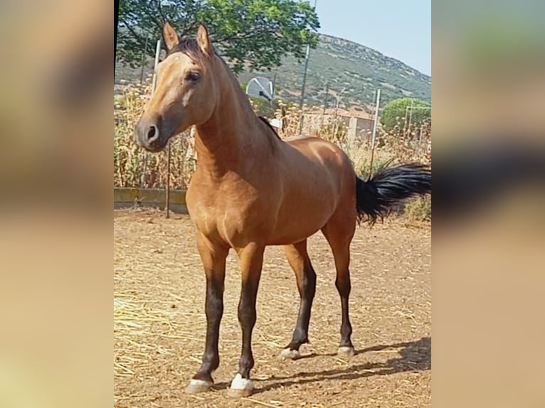 PRE Stallion 3 years Dun in Ciudad Real