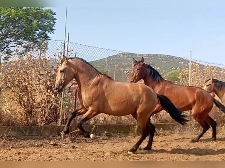 PRE Stallion 3 years Dun in Ciudad Real